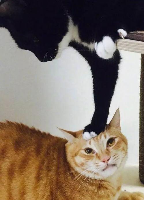 喵咪吃瓜视频,萌态十足，带你领略宠物界的欢乐时光