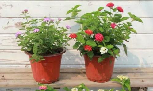 蒙阴吃瓜最新事件视频,视频揭秘惊人真相