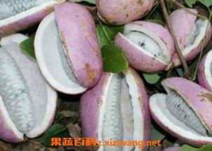 云南妹子吃八月瓜的视频,传统食材新食尚