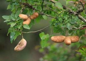 云南妹子吃八月瓜的视频,传统食材新食尚