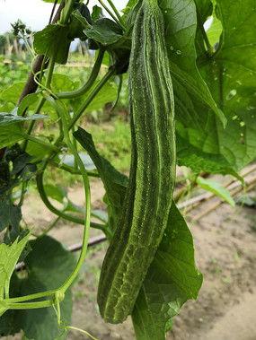 中国骑兵吃烤红瓜视频,传承军营文化风采