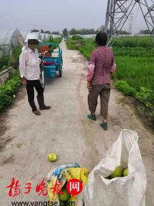 村口大妈吃瓜图片视频,现场热闹非凡