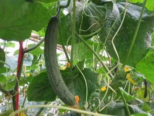 景大人吃瓜视频,一场别开生面的“吃瓜”盛宴