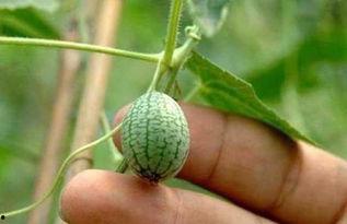 吃小瓜的好处与功效视频,揭秘吃小瓜的五大神奇好处与功效