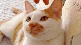 吃瓜视频大全网,揭秘娱乐圈幕后故事，带你领略明星生活百态