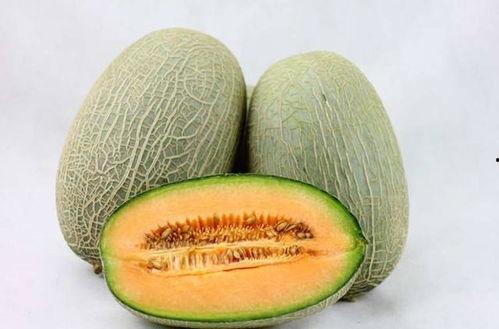 戈壁滩吃哈密瓜视频,见证哈密瓜的神奇之旅