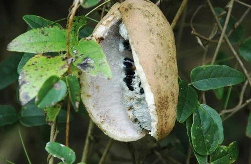 八月瓜吃视频,视频带你领略田园风光与美食之旅