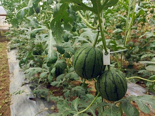 广东人吃吊瓜视频大全播放,广东特色吊瓜视频大盘点