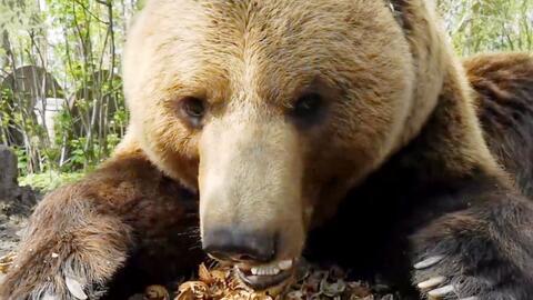 大棕熊吃哈密瓜视频大全,趣味视频大盘点