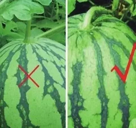 吃瓜不吐皮西瓜视频,西瓜视频带你领略夏日清凉