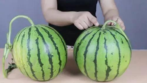 吃瓜不吐皮西瓜视频,西瓜视频带你领略夏日清凉