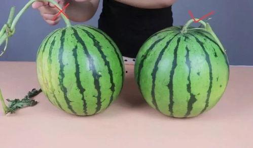 吃瓜不吐皮西瓜视频,西瓜视频带你领略夏日清凉