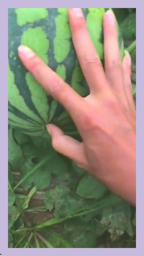 吃瓜刀切西瓜视频大全集,吃瓜刀切西瓜视频大全集精彩回顾