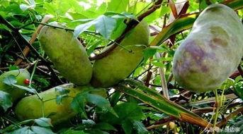 八月瓜是放牛娃吃的吗视频,放牛娃的童年美味回忆