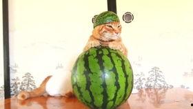 闲聊吃瓜视频,揭秘网络视频中的热门话题与幕后故事