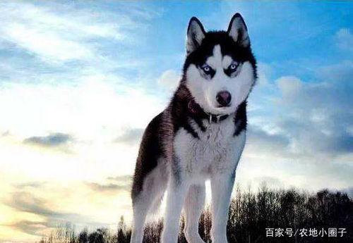 吃瓜哈士奇掉河里了视频,吃瓜群众见证萌宠求生记