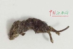 老鼠吃瓜事件视频,一场意外引发的趣味事件