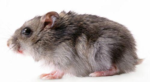 老鼠吃瓜事件视频,一场意外引发的趣味事件