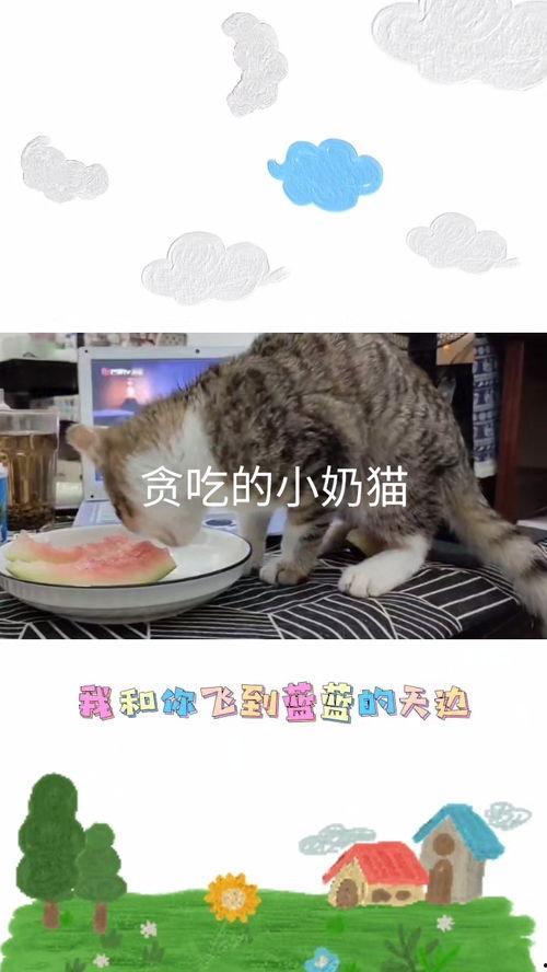一个猫咪吃瓜视频,萌宠版“瓜王争霸”