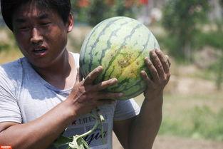 吃瓜视频哪看2000元,吃瓜视频揭秘惊人内幕