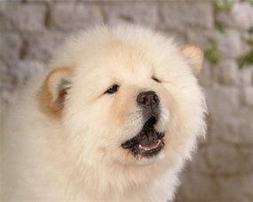 松狮吃哈密瓜视频播放,哈密瓜美食之旅引网友热议