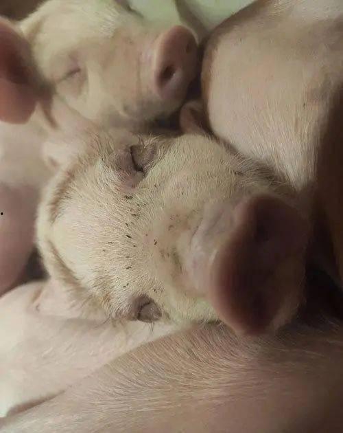 小猪吃瓜会冒屎吗视频,揭秘吃瓜小猪的“排泄”秘密