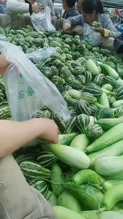 农民怎么吃瓜视频,一场接地气的乡村生活盛宴