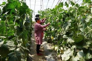 农民怎么吃瓜视频,一场接地气的乡村生活盛宴