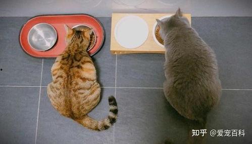 猫猫吃贝贝瓜好不好呀视频,美味还是禁忌？