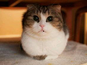 猫猫吃贝贝瓜好不好呀视频,美味还是禁忌？