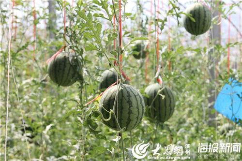 青州历山吃瓜事件视频最新,一场引发热议的乡村美食狂欢