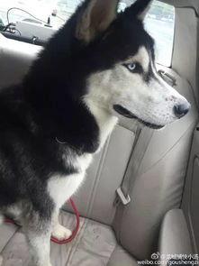 二哈吃瓜群众笑话段子视频,搞笑段子视频集锦