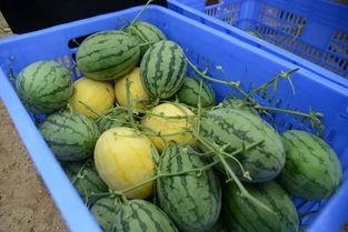 黄子吃瓜视频,揭秘娱乐圈幕后真相