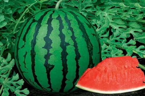 黄子吃瓜视频,揭秘娱乐圈幕后真相