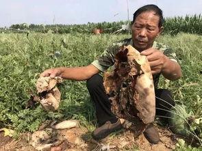 青海最新吃瓜事件新闻视频,揭秘网络热议背后的真相