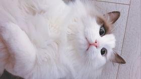 布偶可以吃白瓜吗视频,白瓜的适宜性探讨