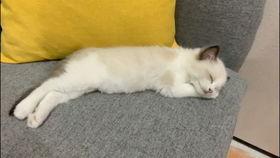 布偶可以吃白瓜吗视频,白瓜的适宜性探讨