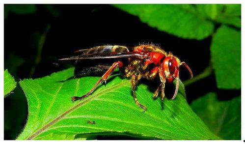 胡蜂会吃树瓜吗视频播放,自然界的捕食者与猎物对决