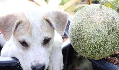 小鹿犬吃哈密瓜行吗视频,萌宠美食新体验