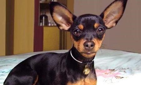 小鹿犬吃哈密瓜行吗视频,萌宠美食新体验