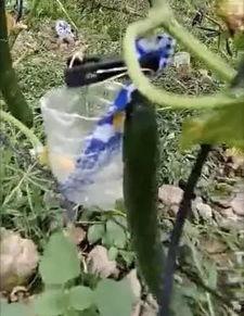 椒江吃瓜事件真相视频,揭秘真相背后的惊人内幕