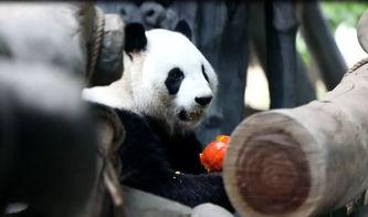 动物围观吃瓜视频,围观奇观，揭秘动物界的“八卦风云”