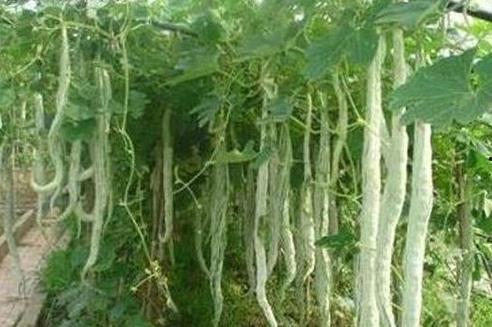 蛇瓜能晒着吃嘛视频大全,揭秘晒着吃的健康美味