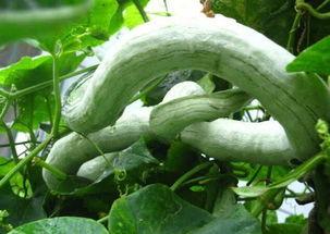 蛇瓜能晒着吃嘛视频大全,揭秘晒着吃的健康美味