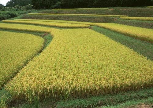 稻田吃瓜写真视频大全图片