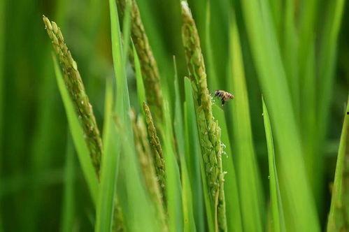 稻田吃瓜写真视频大全图片