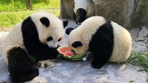 大熊猫吃瓜小视频